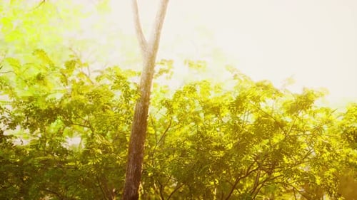 Forêt mystique colorée avec rayon de soleil et lentille éclairante le matin