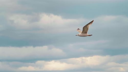 Seagull flying fast above the ocean