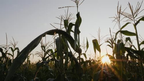 Corn Field with Sunbeams