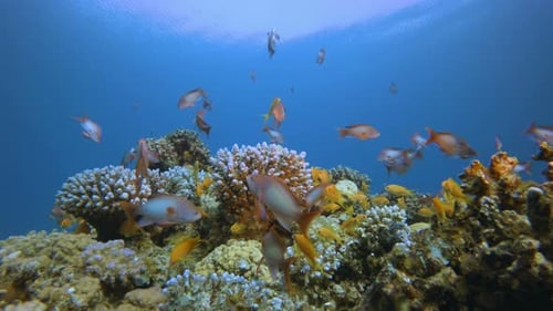 Reef Coral Scene