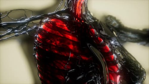 Abstract Medical Human Anatomy with Pulsing Organs Animation