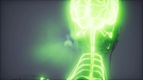 Glowing Green Human Brain and Nervous System Animation