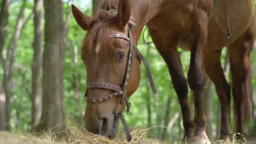 Brown Horse Eating Hay in a Forest