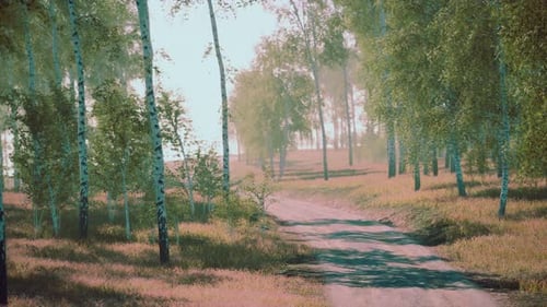 Birch Forest in Sunlight in the Morning