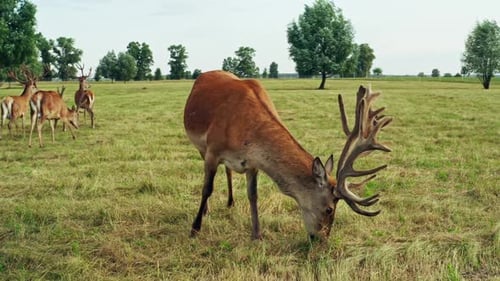 Deer Wild Animal Horse Nature Wildlife Green Roe Crowd Run