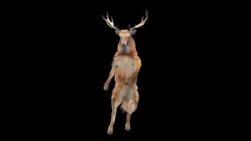 3D Animated Deer Standing and Dancing