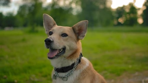 Portrait of a Mongrel Smiling Dog in the Park Meadow. Smooth Camera Sliding.