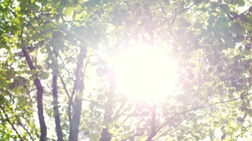 Sunlight Filtering Through Green Forest Canopy