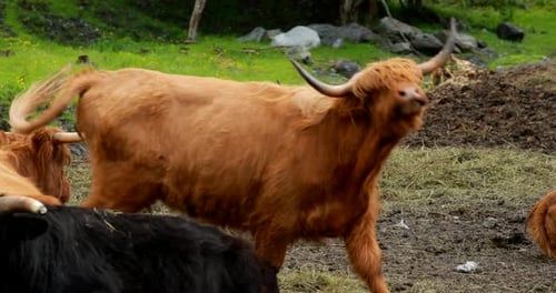 Highland Cattle Graze in Rural Green Pasture