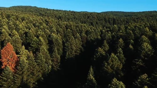 Vue aérienne de la forêt