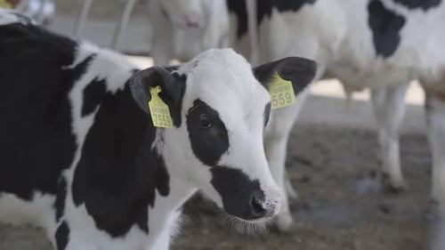 Calves Feeding Process on Modern Farm. Close Up Cow Feeding on Milk Farm. Cow on Dairy Farm Eating