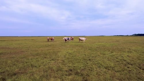 Kühe auf dem Feld