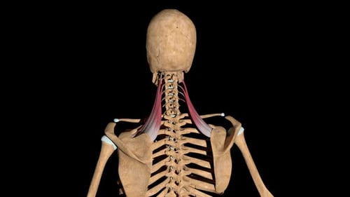 Human Anatomy: Levator Scapulae and Rhomboid Muscles Animation