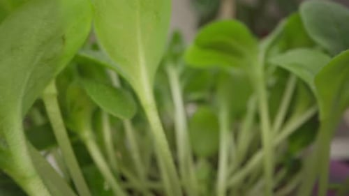 Close Up Video of Growing Microgreen Sprouts