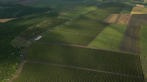 Vineyards a Suggestive Aerial Video Over a Vineyards in an Amazing Landscape