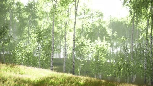 Birch Trees on the Green Grass