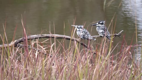 Deux martins-pêcheurs géants sur un arbre