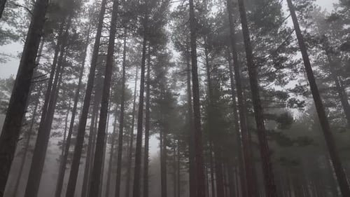 Mysterious forest high in the mountains aerial view 4 K