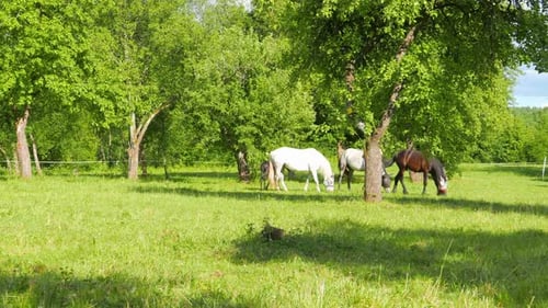 Horses Grazing Peacefully in a Green Pasture