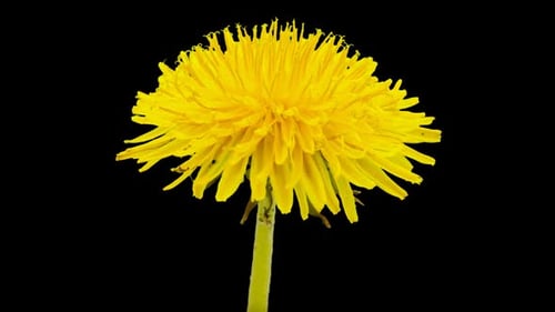 Löwenzahnblüte Isoliert 3