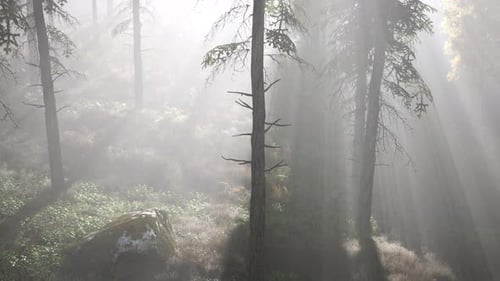 Forêt lumineuse tôt le matin dans les montagnes