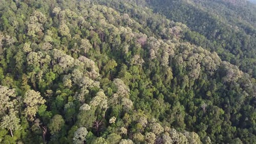 Aerial view thick dense tropical rainforest