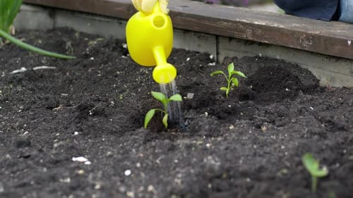 Close Up Gardener Watering Plants in Outdoor Bed, Farmer Works in Garden