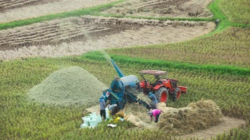 Farmers harvesting rice.