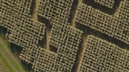 Aerial of patterned plantation near field