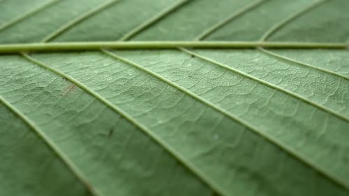 Green Tree Leaf Texture Slider Shot