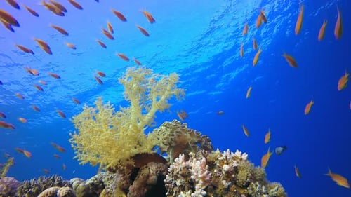 Tropical Underwater Reef Sea Fish
