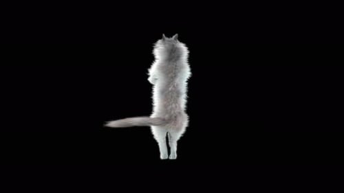 Cat Dancing 4K