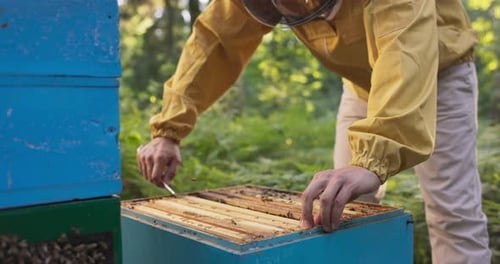 An Experienced Beekeeper Works in the Woods at an Apiary Many Hives Around Him a Man Leans Over One