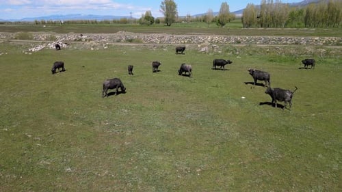 buffaloes