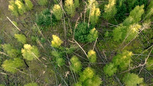 Drohne aus der Luft fliegt über Waldbrand. Wiederherstellung der Umwelt nach einer Katastrophe.