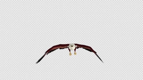 Brahminy Kite - Flying Loop - Front View