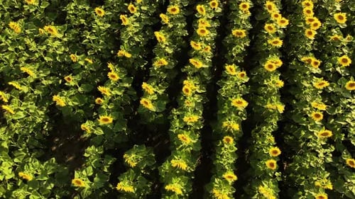 Field with Blooming Sunflowers