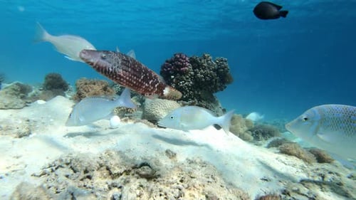 Coral and Fish in the Red Sea