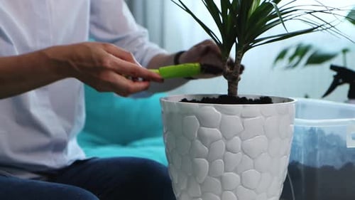 Woman Repots Houseplant Indoors at Home