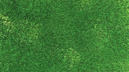 Wehendes Gras in der weichen Windschleife