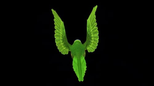 Rainbow Lorikeet - Asian Parrot - Flying Bird - Back View CU - Transparent Loop