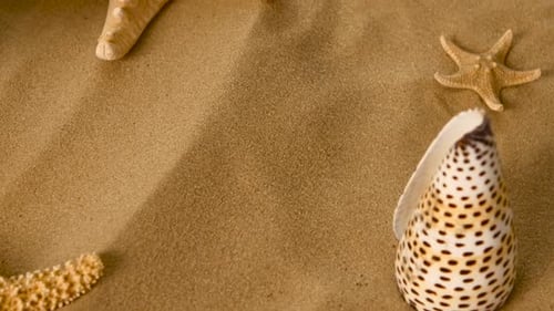 Seestern auf einem Sandstrand, Rotation, Nahaufnahme
