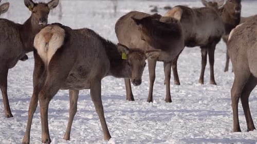 Elchherde Cervus Elaphus Sibiricus weidet im Winter