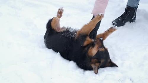 Dog Enjoying Belly Rub in Snow