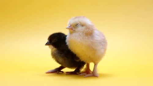 Two Fluffy Baby Chicks Standing Side By Side