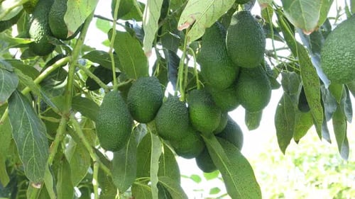 Branch of Natural Avocados
