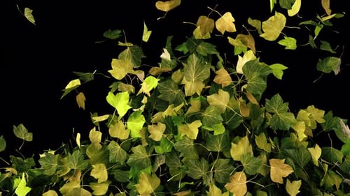 Realistic Falling Leaves Nature Transition