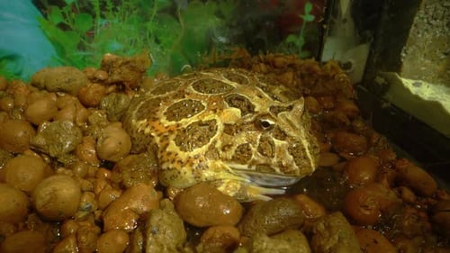 Argentine Horned Frog or Pac-man Frog - Ceratophrys Ornata. Close Up. Macro Shot