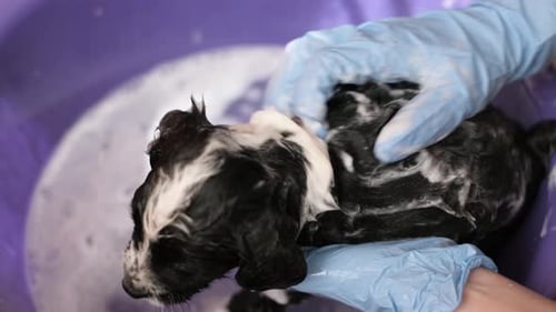 Little Dog While Bathing with Shampoo