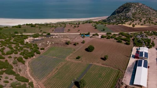 Aerial View Lavender Field